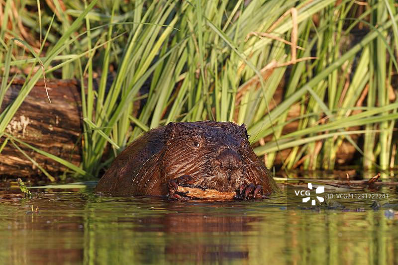 欧洲海狸在水中觅食，位于德国梅克伦堡-前波美拉尼亚的佩内塔尔自然保护区图片素材