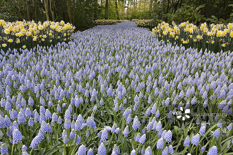 欧洲花园荷兰球茎花卉公园的葡萄风信子和水仙花图片素材
