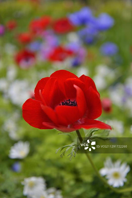 花毛茛，荷兰南荷兰省利瑟，库肯霍夫图片素材