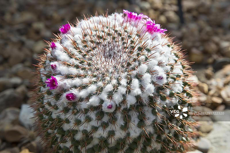 美国密歇根大学马特aei植物园沙漠温室中开花的仙人掌图片素材