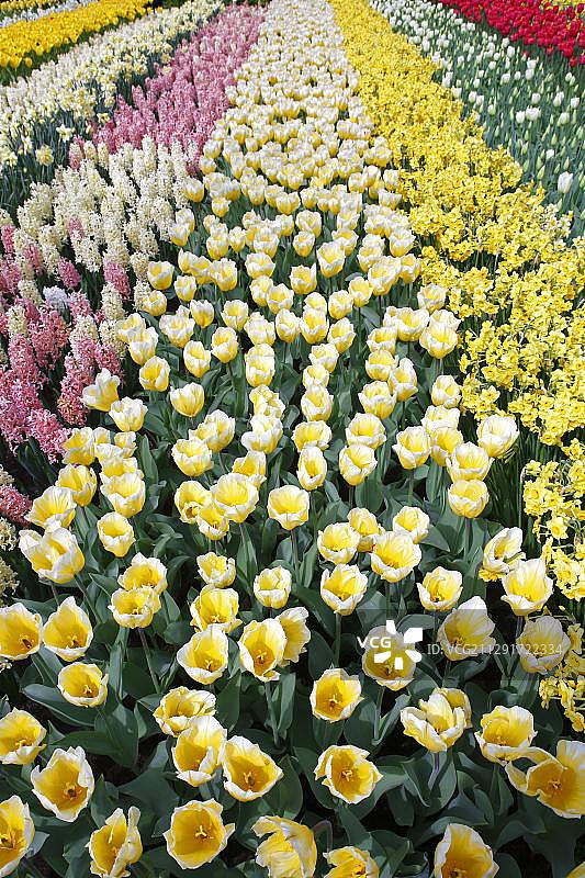 色彩缤纷的春季开花植物花坛，盛开的郁金香、水仙花和风信子图片素材
