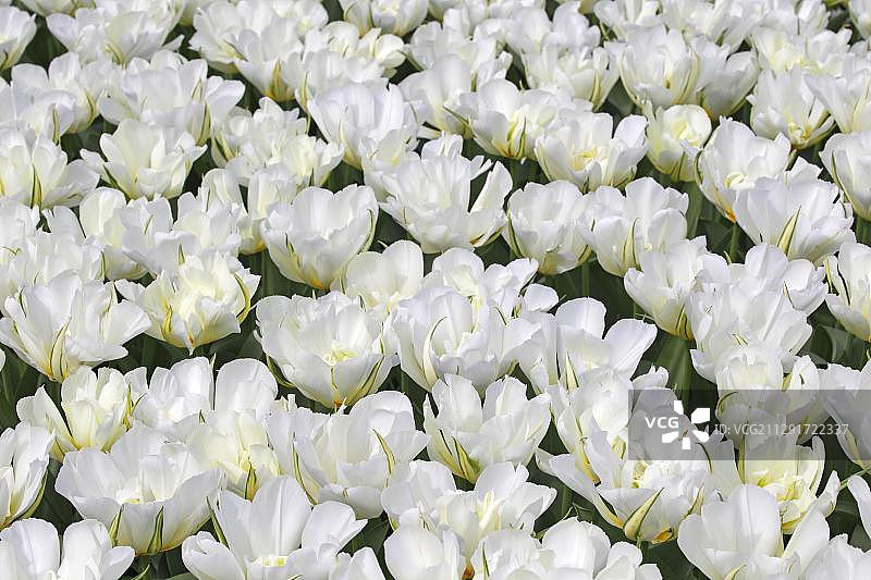 盛开的福斯特郁金香白色“异国皇帝”品种图片素材