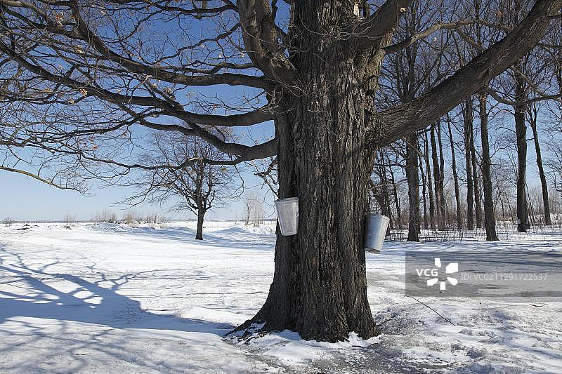 用于枫树糖浆生产的水桶图片素材