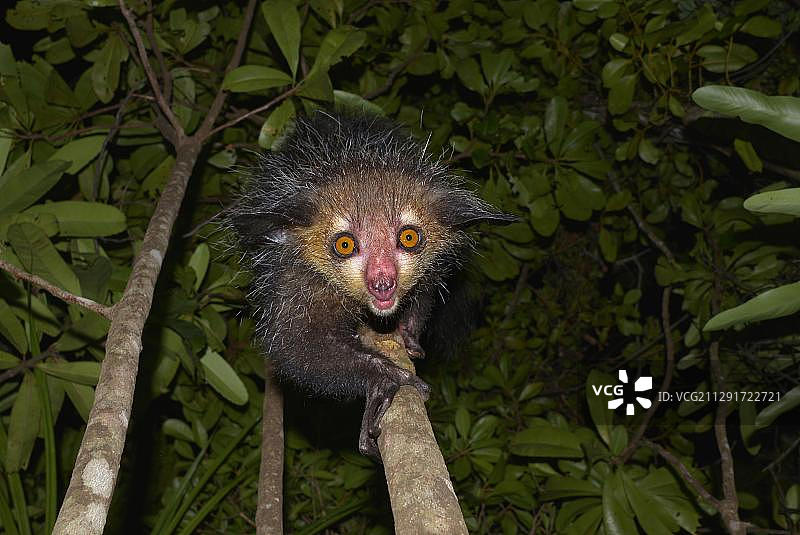 指猴，非洲马达加斯加马索拉半岛西部图片素材