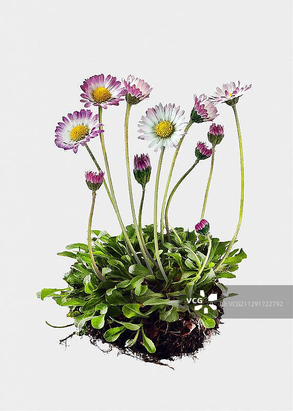 雏菊（贝利斯多年生），插图图片素材