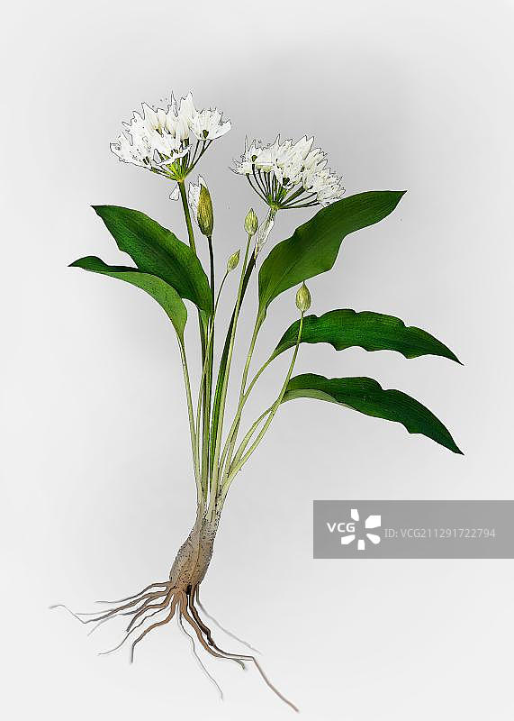 熊葱或野蒜（Allium ursinum）插图图片素材