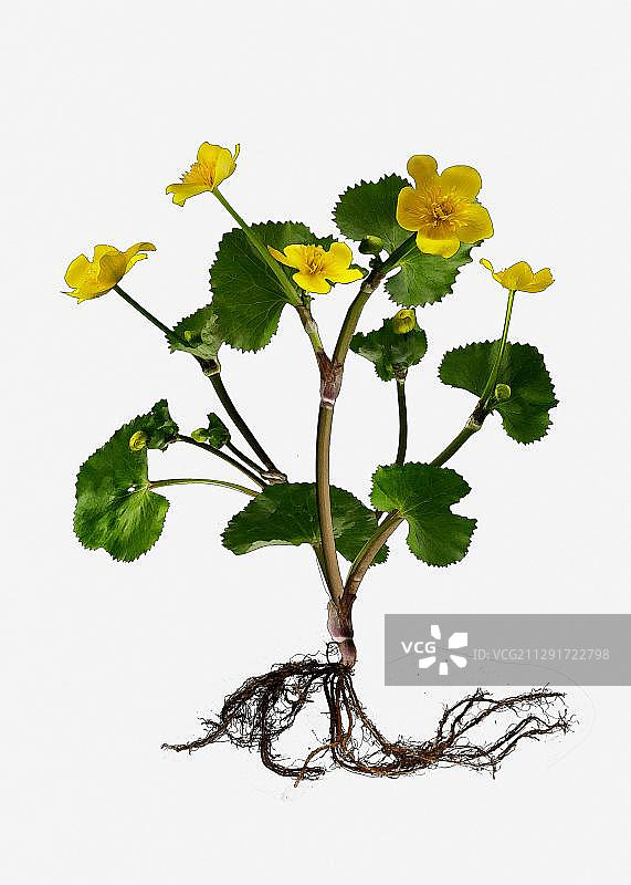 Marsh Marigold or Kingcup (Caltha palustris) 插画图片素材