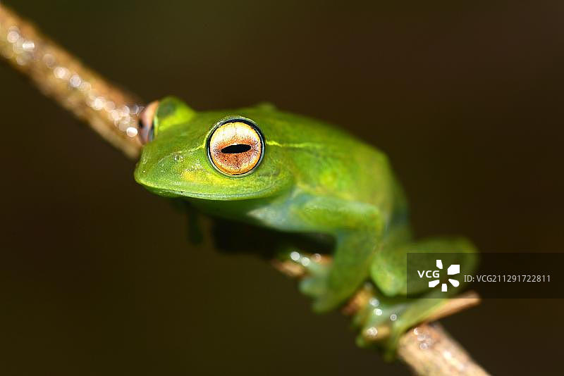 箭毒蛙，骷髅蛙（Boophis luteus），琥珀山国家公园，马达加斯加，非洲图片素材