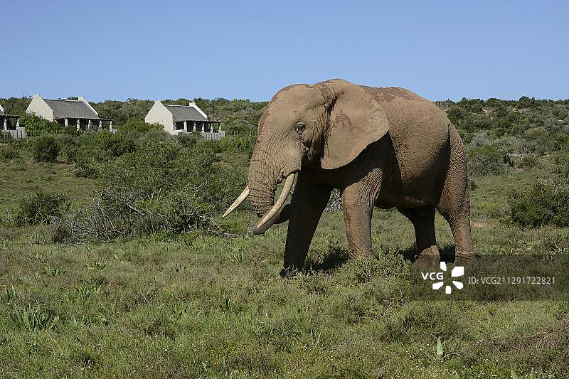 非洲丛林象，阿多大象国家公园，南非东开普省图片素材