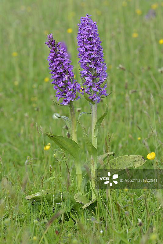 荷兰北荷兰省特塞尔岛西部沼泽兰图片素材