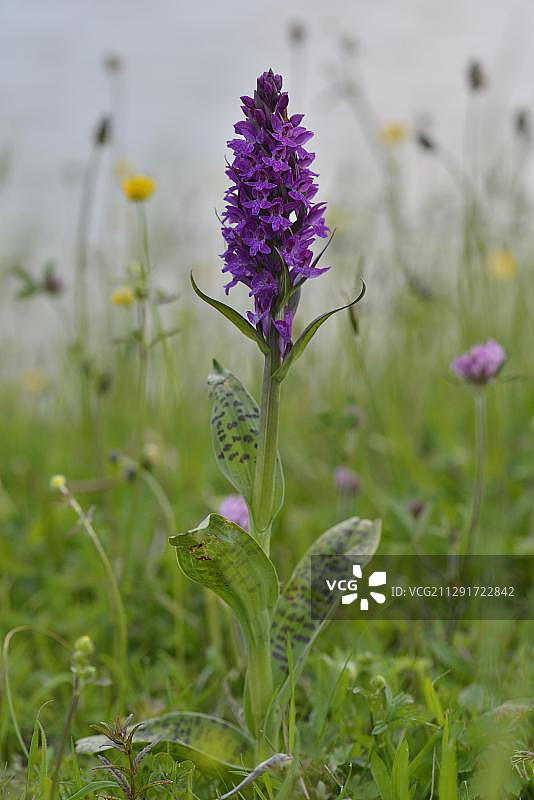 荷兰北荷兰省特塞尔岛西部沼泽兰图片素材