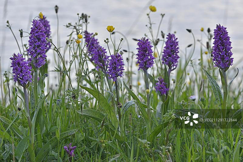 荷兰北荷兰省特塞尔岛西部沼泽兰图片素材