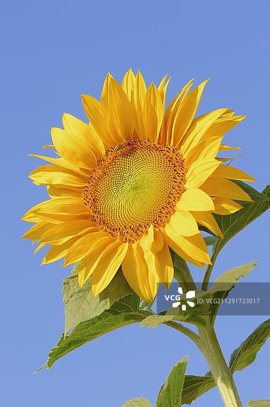 向日葵，德国图片素材