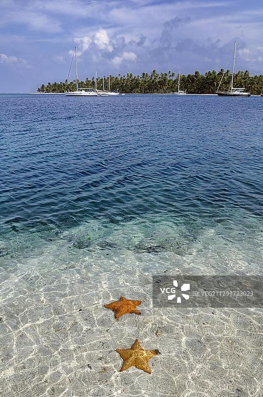 中美洲巴拿马圣布拉斯群岛奇奇梅岛清澈海水中的海星图片素材