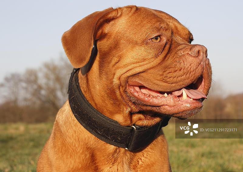 波尔多犬肖像图片素材