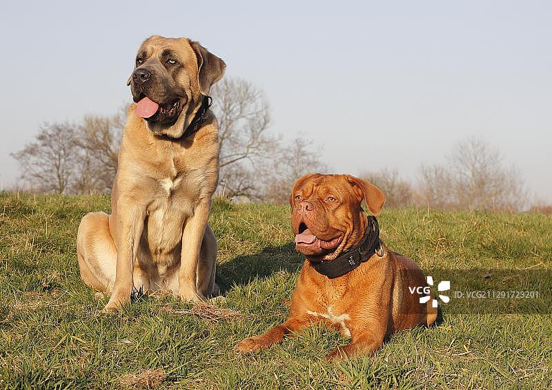 草地上的杜高犬和卡斯罗犬图片素材