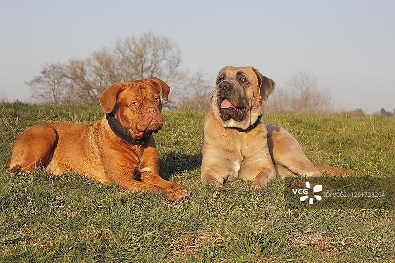 波尔多獒犬和意大利卡斯罗犬躺在草地上图片素材