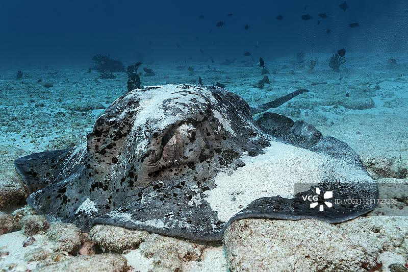 在马尔代夫印度洋拉维亚尼环礁，黑点 stingray 或 Blotched Fantail Ray (Taeniura meyeni) 在沙质海底觅食图片素材