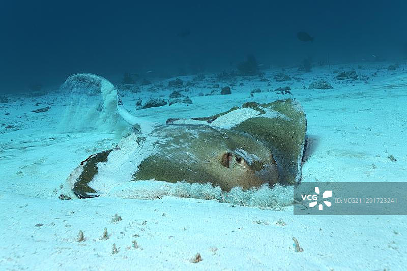 印度洋拉维亚尼环礁沙质海底觅食的牛尾刺魟图片素材