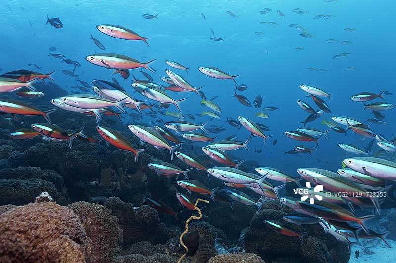 黄尾鰤鱼和暗带鰤鱼群聚在珊瑚礁，马尔代夫图片素材