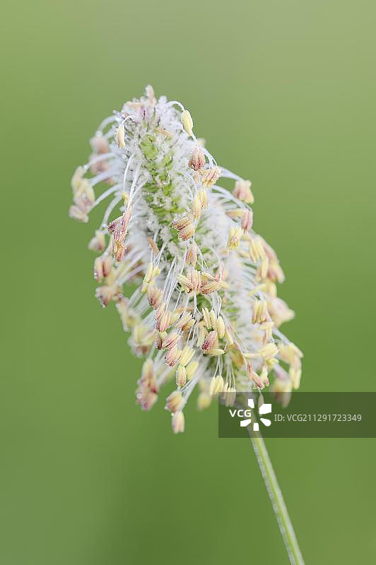 开花的梯牧草或猫尾草，德国北莱茵-威斯特法伦图片素材