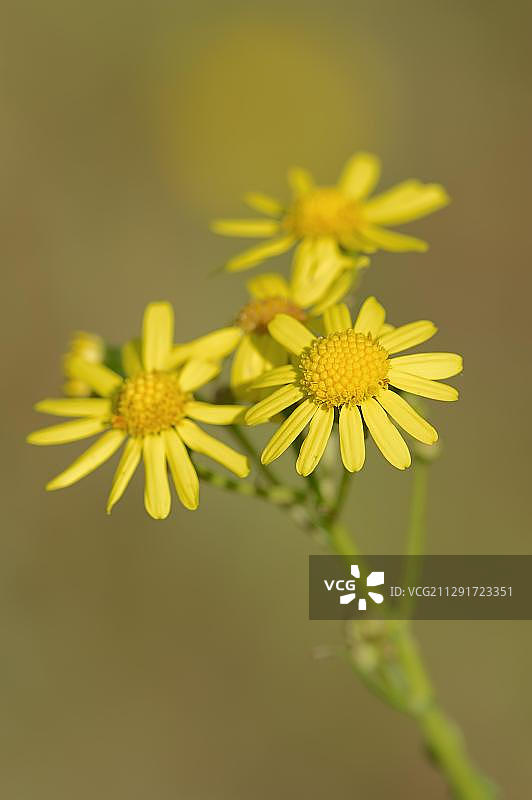东部千里光：花朵，德国北莱茵-威斯特法伦州图片素材
