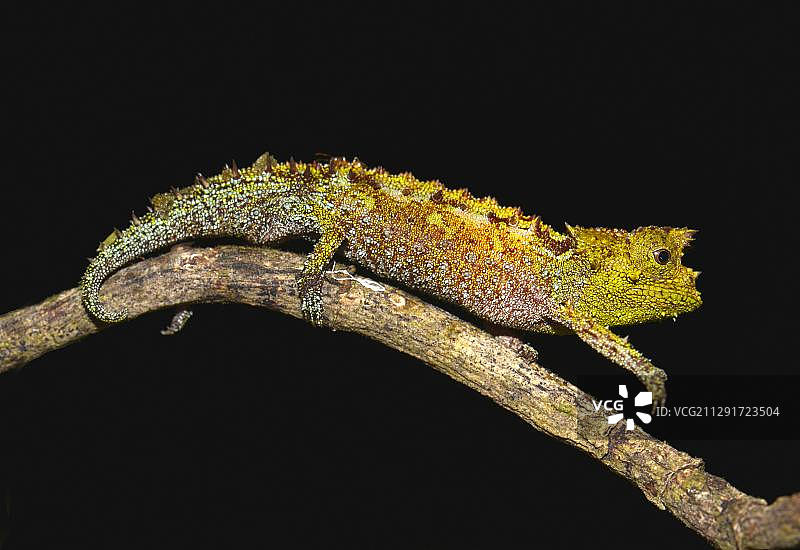 马拉岛国家公园的亚拉卡河树叶变色龙图片素材