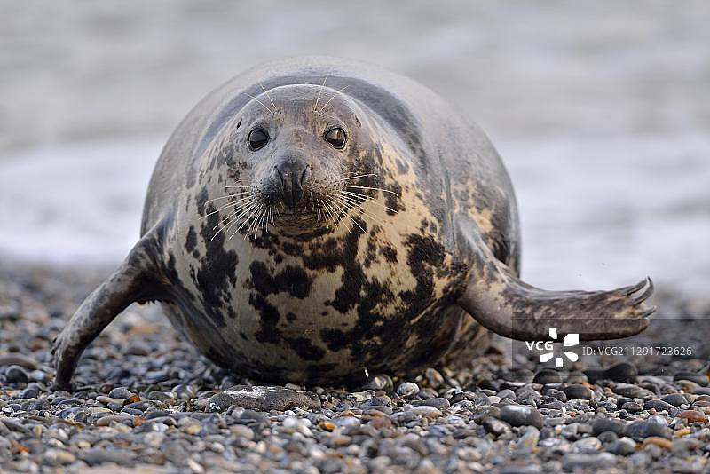 雌性灰海豹图片素材