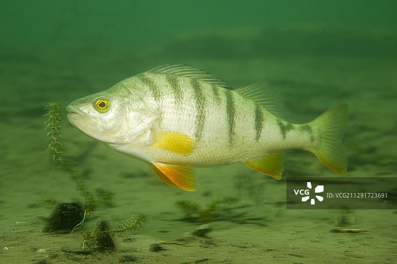 欧洲鲈鱼，奥地利下奥地利州图片素材