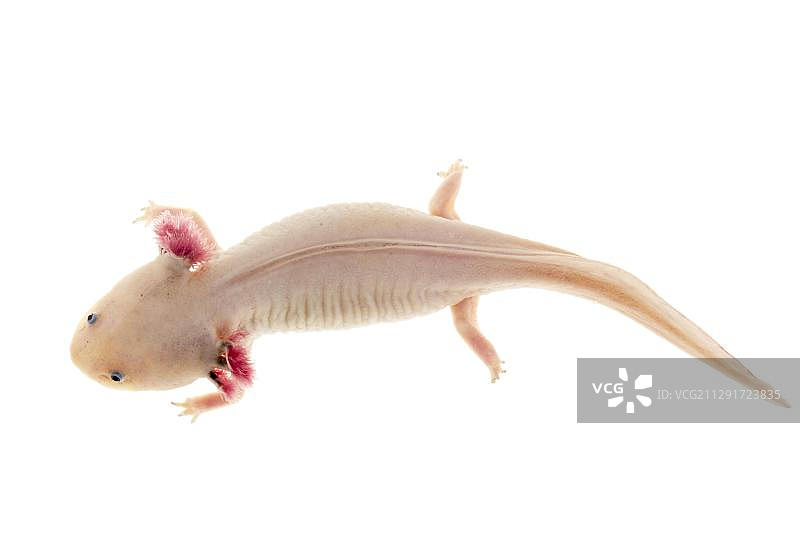 白化墨西哥钝口螈，圈养，德国，欧洲图片素材