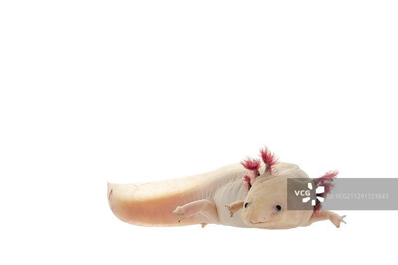 白化墨西哥钝口螈，圈养，德国，欧洲图片素材