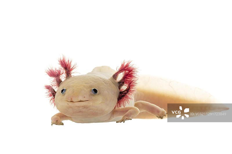 白化墨西哥钝口螈，圈养，德国，欧洲图片素材