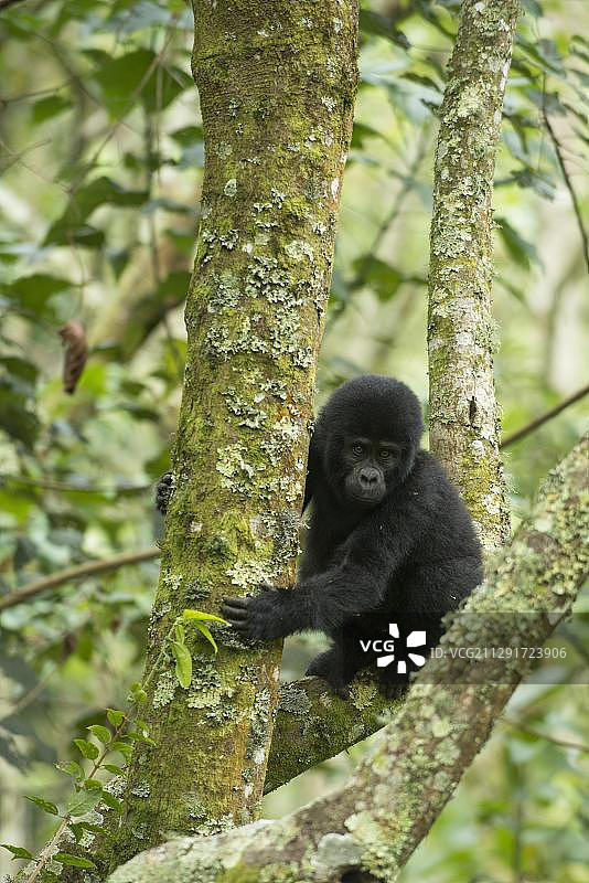 山地大猩猩幼崽，非洲乌干达布温迪难以穿越国家公园图片素材