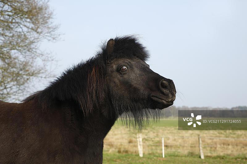 设得兰群岛黑色小马，德国石勒苏益格-荷尔斯泰因图片素材