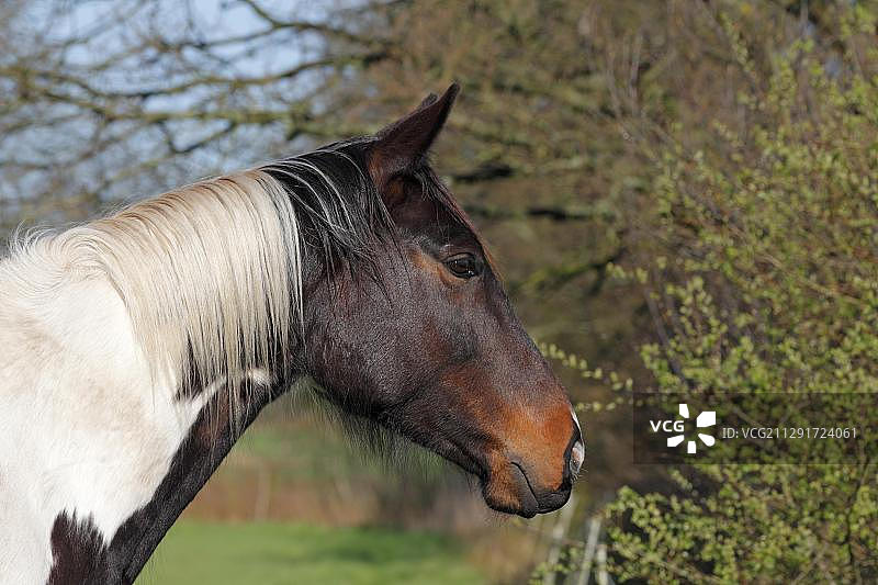 特雷克纳马，骟马，平托马，肖像，德国石勒苏益格-荷尔斯泰因图片素材