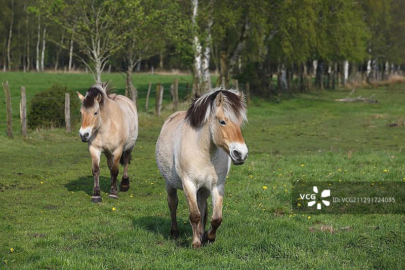 德国石勒苏益格-荷尔斯泰因的挪威峡湾马图片素材