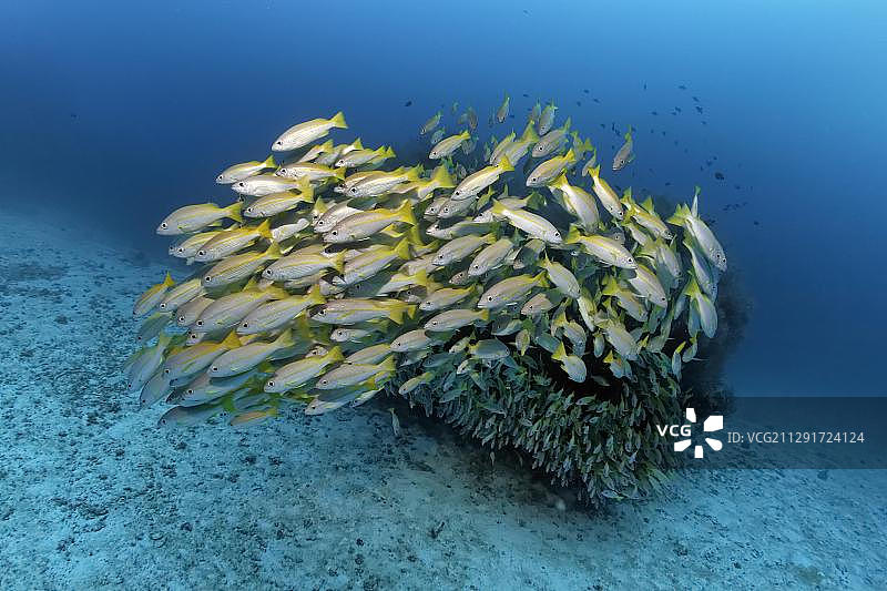 大堡礁珊瑚群中的大眼鲷鱼群图片素材