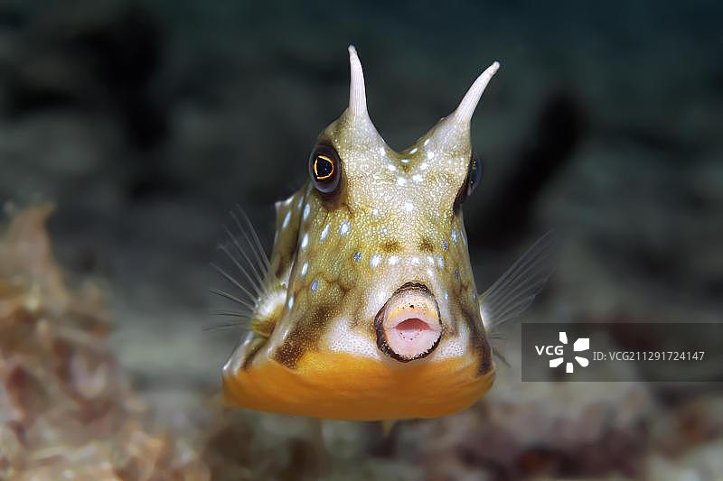 短角箱鲀幼鱼，大堡礁，联合国教科文组织世界自然遗产，太平洋，澳大利亚昆士兰州，大洋洲图片素材