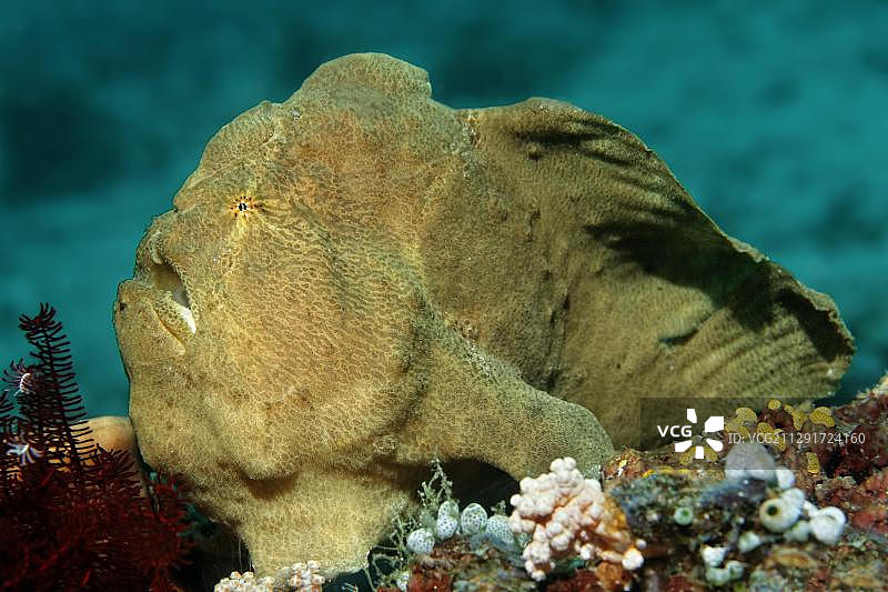 科默森躄鱼，大堡礁，联合国教科文组织世界自然遗产，太平洋，昆士兰，澳大利亚，大洋洲图片素材