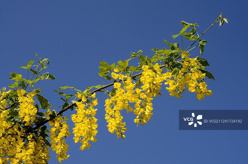 金链花，斯科讷，瑞典，欧洲图片素材