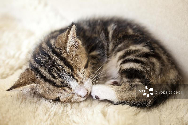睡的小猫图片素材