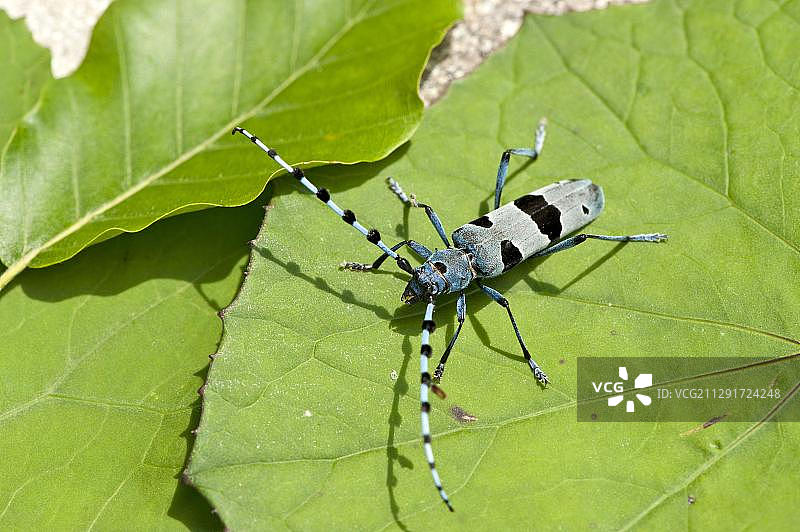 叶子上的阿尔卑斯山蔷薇天牛，上奥地利州，奥地利，欧洲图片素材