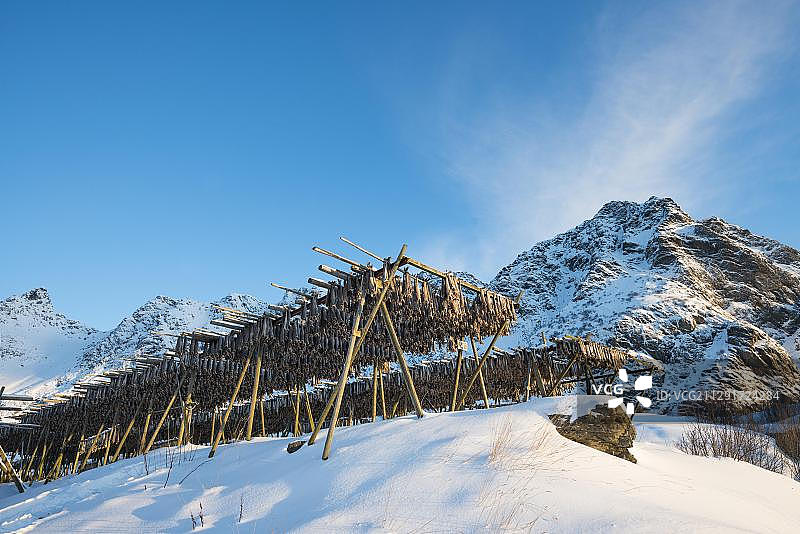 罗弗敦群岛山区前晾晒的鳕鱼，挪威，欧洲图片素材