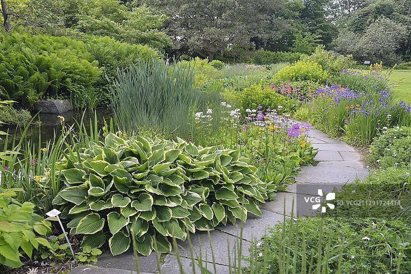 玉簪、西伯利亚鸢尾花和日本樱草图片素材