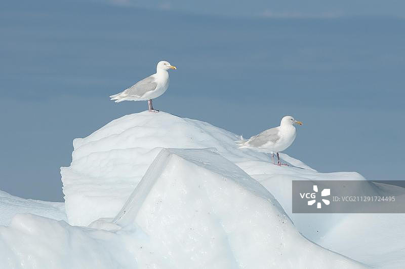 格陵兰岛冰上冰岛鸥图片素材