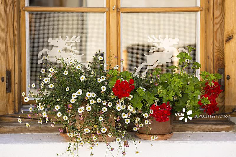 鲜花窗户，S-charl，格劳宾登州，瑞士，欧洲图片素材
