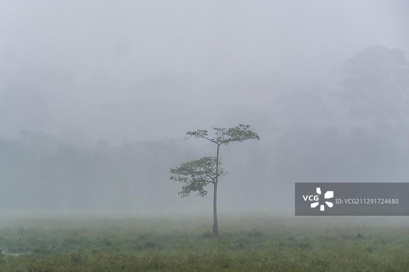 热带雨林空地的倾盆大雨，位于喀麦隆东部地区的洛贝克国家公园图片素材