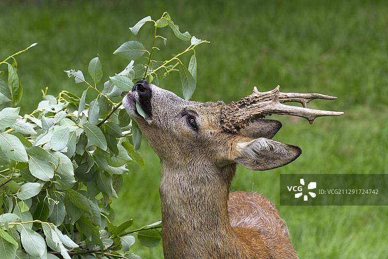 欧洲瑞典觅食的狍鹿图片素材
