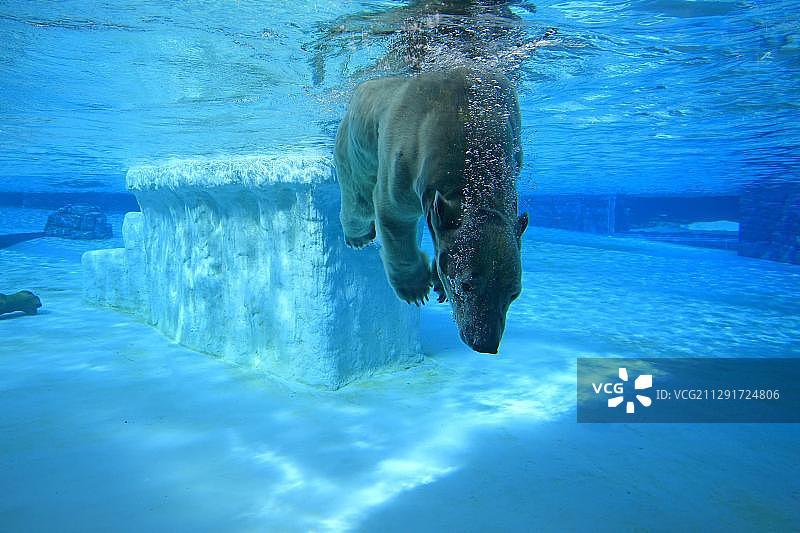新加坡动物园水中的北极熊图片素材