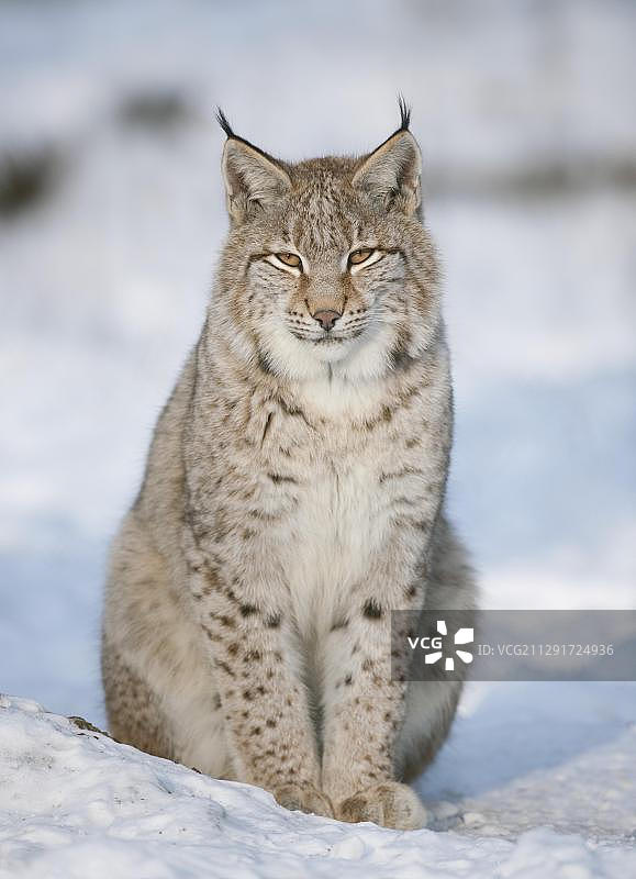 欧亚猞猁幼崽，坐在雪地里，人工饲养，德国巴伐利亚，欧洲图片素材